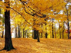 Tapeta Nature Beautiful Autumn 132.jpg